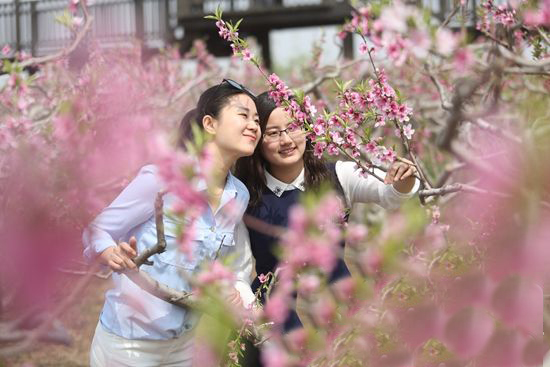 4月16日,中国黄河口(垦利街道)第十四届桃花文化旅游节在垦利街道西宋